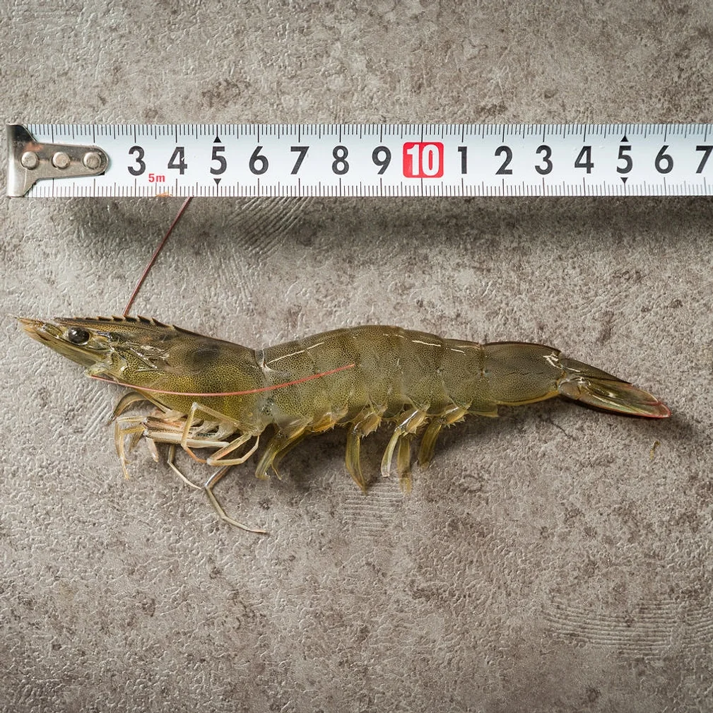 국산 흰다리새우 1kg 왕새우 생새우 활새우 회 제철 [원산지:국산(전라남도 신안군)] 상세 이미지 3