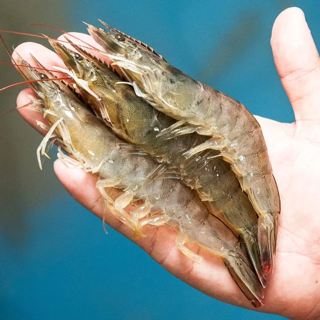 국산 흰다리새우 1kg 왕새우 생새우 활새우 회 제철 [원산지:국산(전라남도 신안군)] 상세 이미지 5