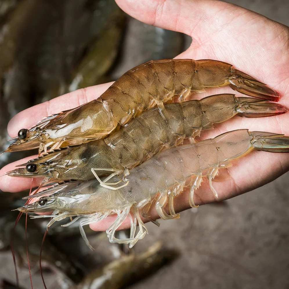 국산 흰다리새우 1kg 왕새우 생새우 활새우 회 제철 [원산지:국산(전라남도 신안군)] 상세 이미지 6