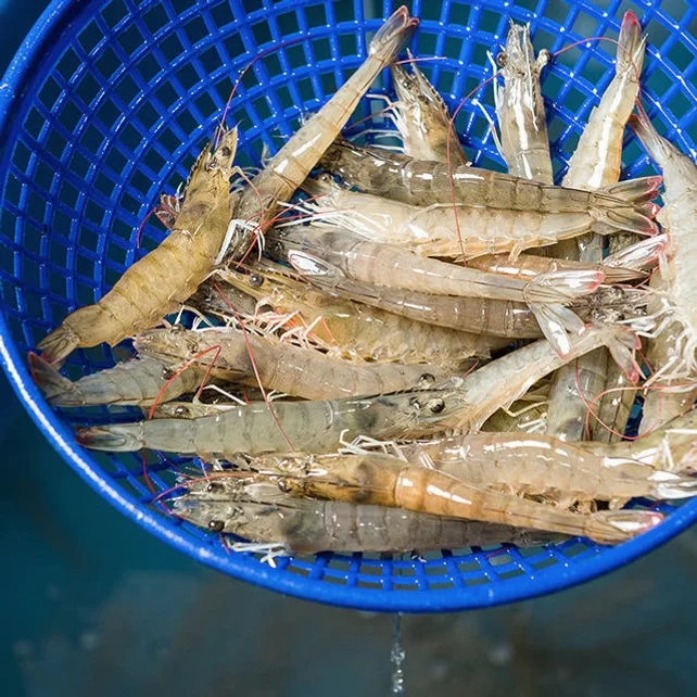국산 흰다리새우 1kg 왕새우 생새우 활새우 회 제철 [원산지:국산(전라남도 신안군)] 상세 이미지 7