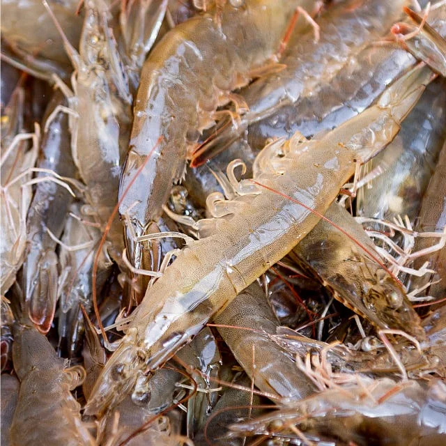 국산 흰다리새우 1kg 왕새우 생새우 활새우 회 제철 [원산지:국산(전라남도 신안군)] 상세 이미지 8