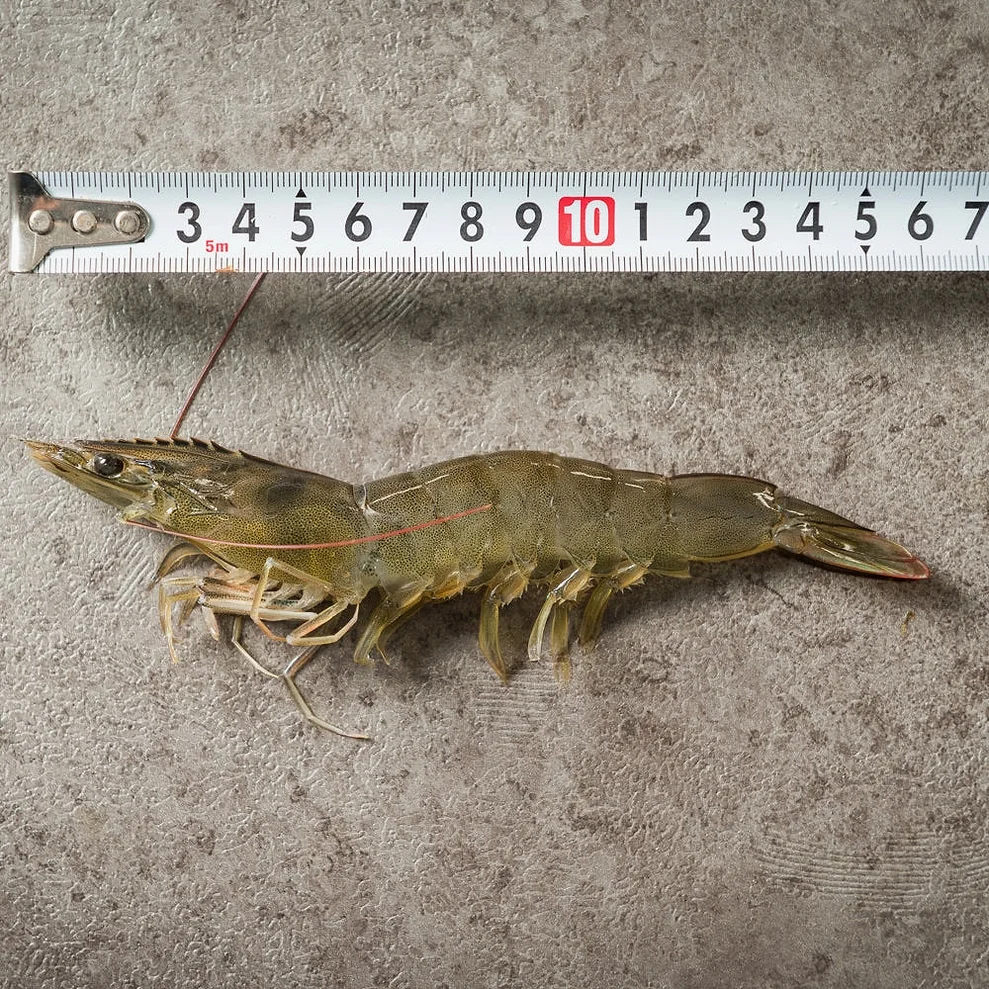 국산 흰다리새우 1kg 왕새우 생새우 활새우 회 제철 [원산지:국산(전라남도 신안군)] 상세 이미지 5