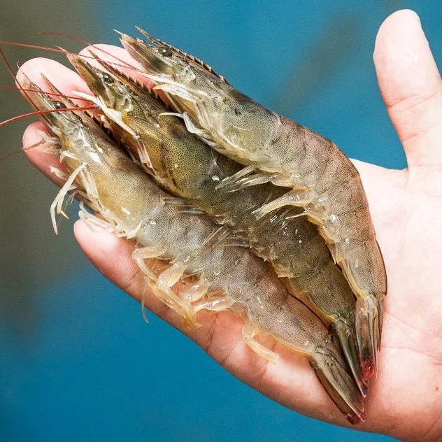 국산 흰다리새우 1kg 왕새우 생새우 활새우 회 제철 [원산지:국산(전라남도 신안군)] 상세 이미지 6