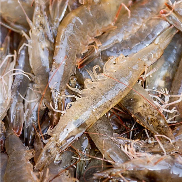 국산 흰다리새우 1kg 왕새우 생새우 활새우 회 제철 [원산지:국산(전라남도 신안군)] 상세 이미지 7