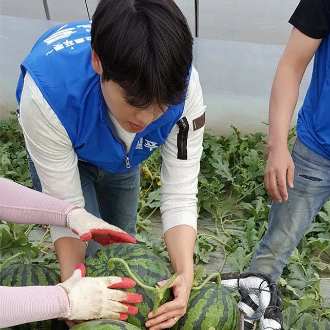 [농할쿠폰] 당도선별 국내산 씨없는수박 5kg [원산지:국산] 상세 이미지 2