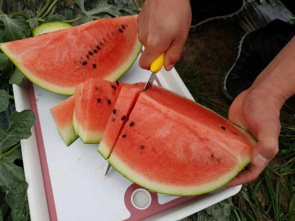 [농할쿠폰] 당도선별 국내산 씨없는수박 5kg [원산지:국산] 상세 이미지 3