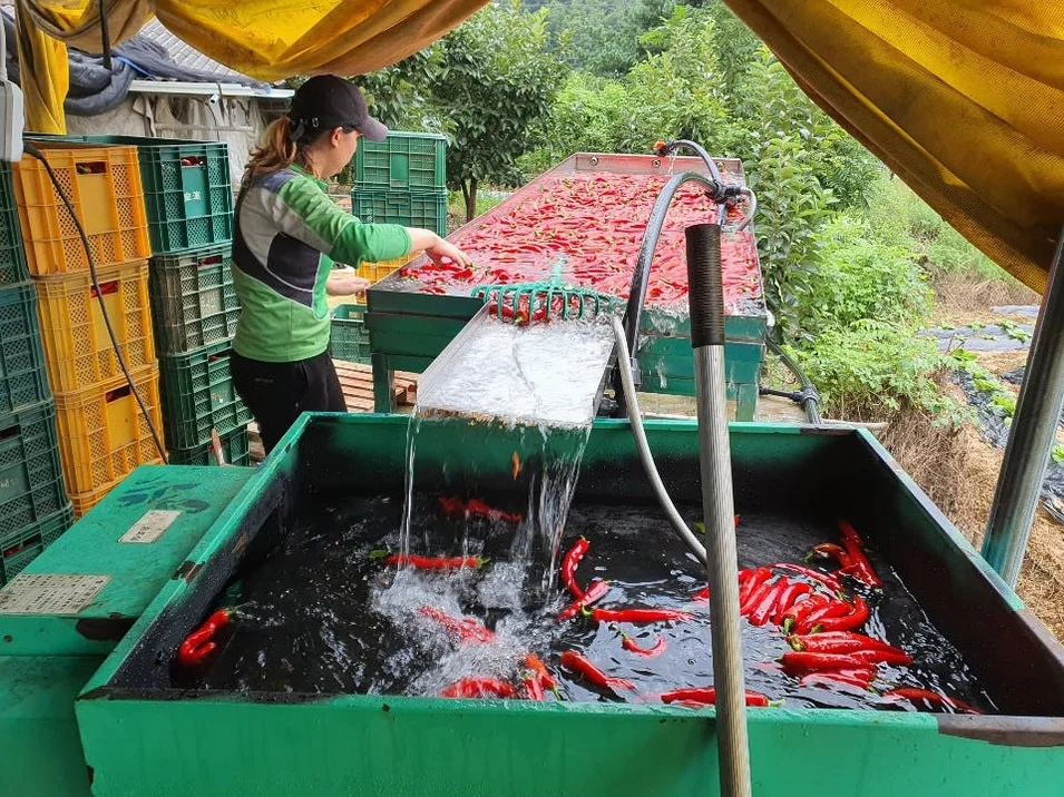 26년 국산 햇고춧가루 한근 500g 보통맛 김치 반찬용 보통굵기 고추가루 [원산지:국산] 상세 이미지 2