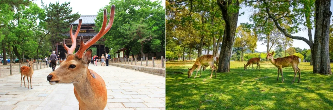 [모객중][부산][히노데온천1박+시내2박]오사카/교토/나라 4일[야식라멘+생맥주,하이볼,사케](USJ선택) DAY 2 여행 사진