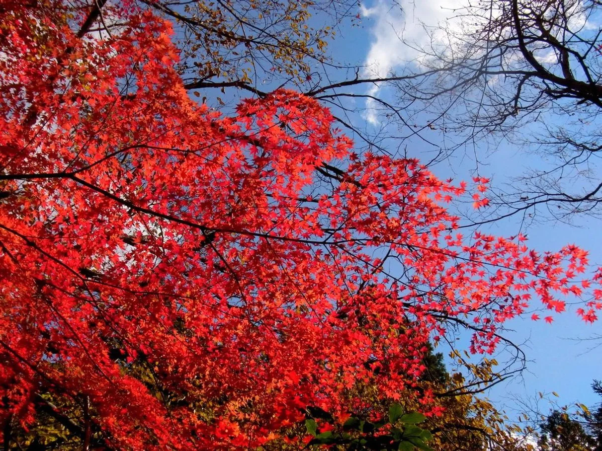 대마도2일/부산출발/4인출확 연합/2항차 씨플라워호/부산에서 가장가까운 일본 대마도 1박2일/이즈하라/히타카츠 왕복 DAY 2 여행 사진